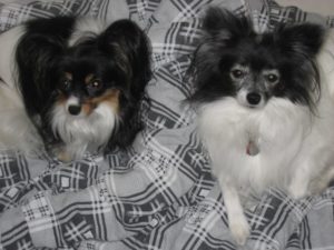 two dogs in gated community in boynton beach fl 33437