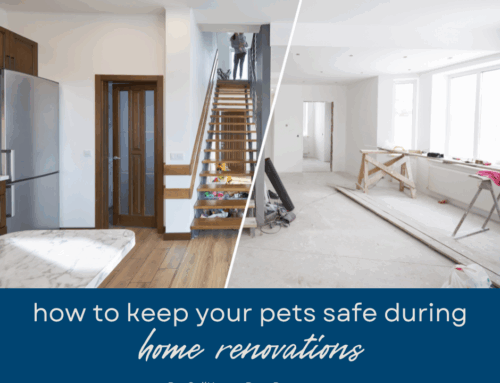 How to Keep Your Pets Safe During Home Renovations in Boca Raton
