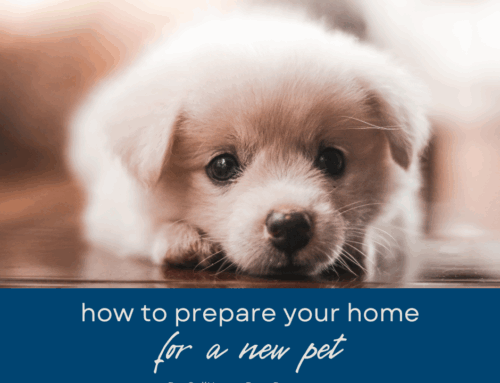 How to Prepare Your Boca Raton Home for New Pets